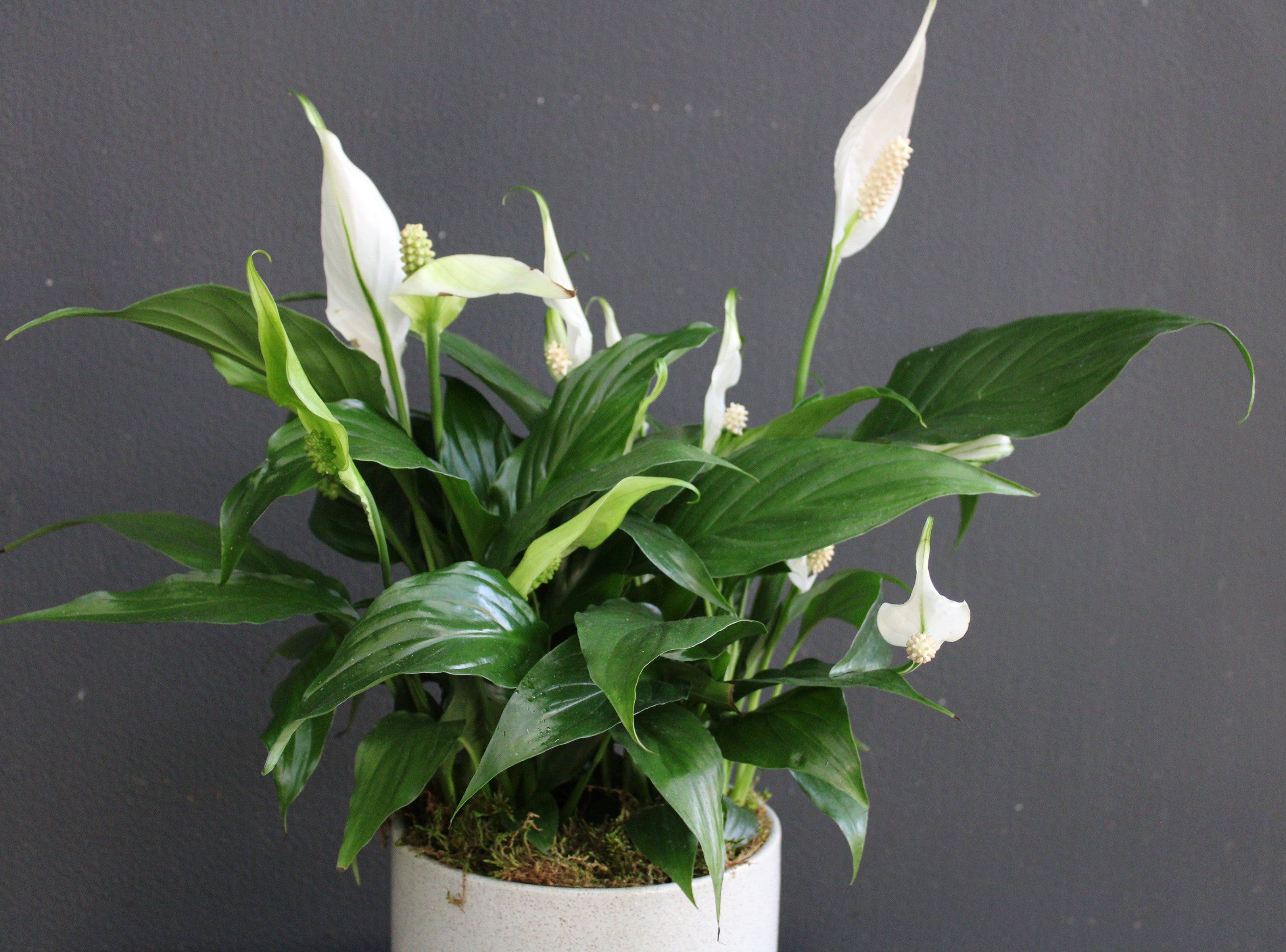 Who loves a peace lily? 🙋🏻‍♀️ 140mm 200mm available