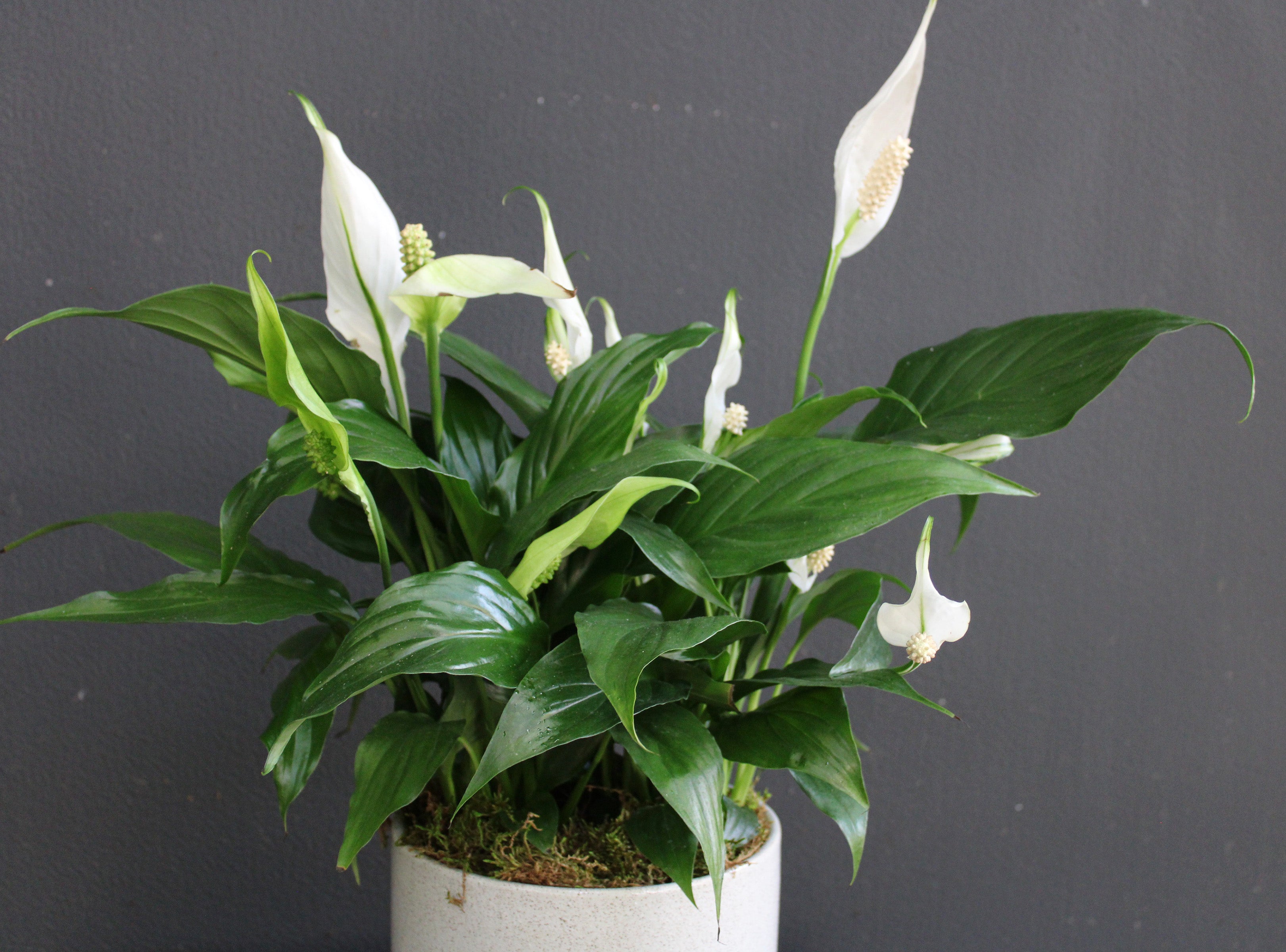 Peace Lily – Down to Earth Flowers + Gifts