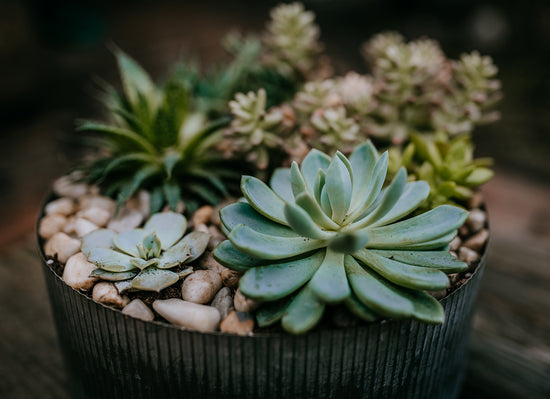 Succulent Dish Garden