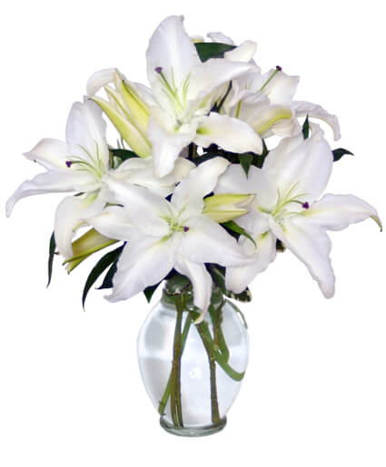 Casablanca Lilies