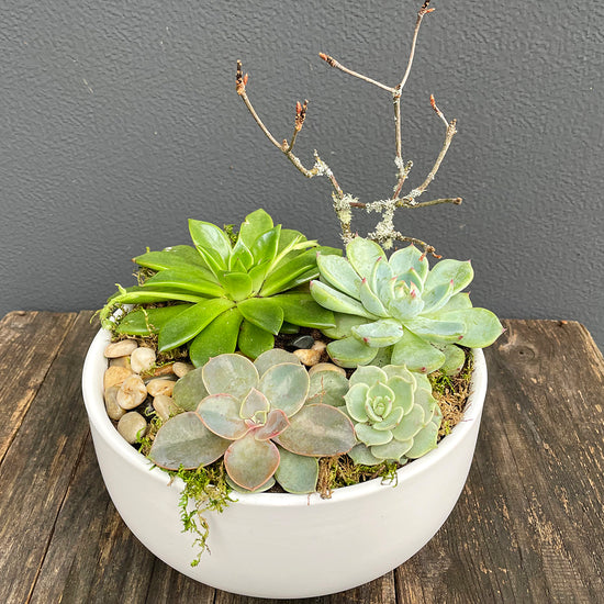 Succulent Dish Garden